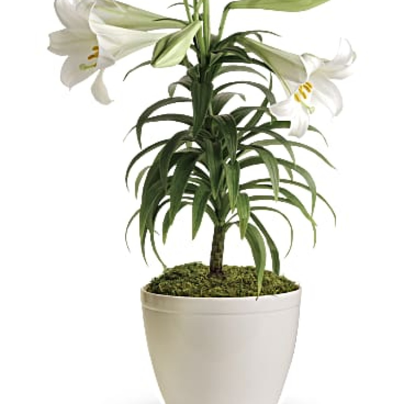 Easter Lily Plant