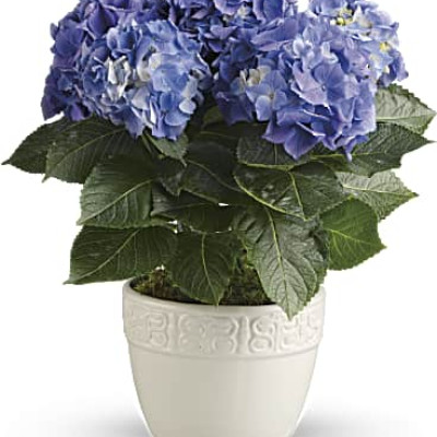 Happy Hydrangea - Blue