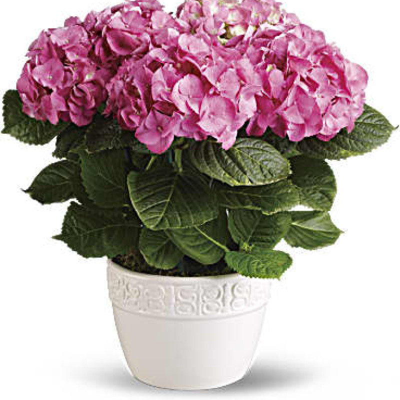 Happy Hydrangea - Pink