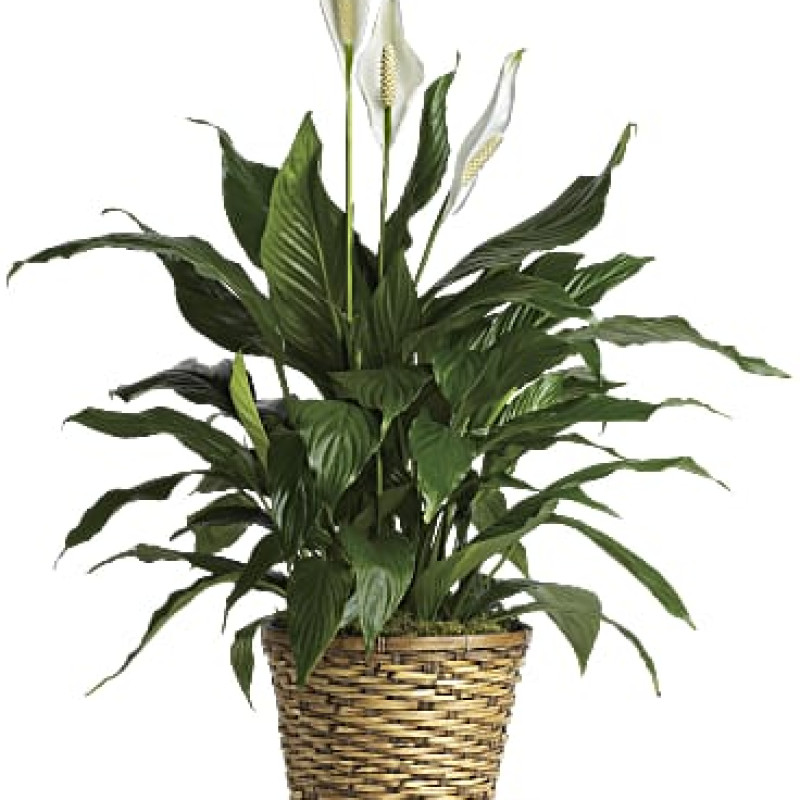 Simply Elegant Spathiphyllum (Peace Lily) - Medium