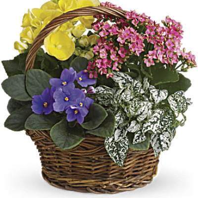 Spring Has Sprung Mixed Basket