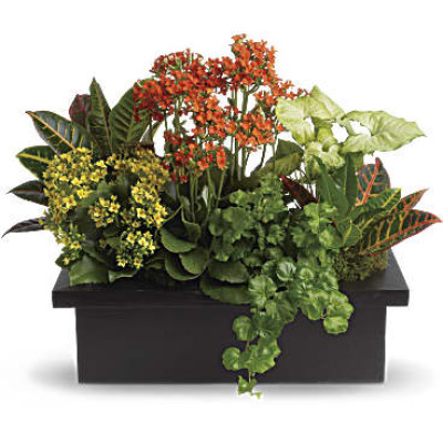 Stylish Plant Assortment