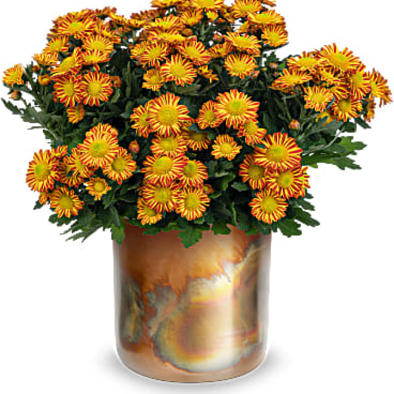 Autumnal Chrysanthemum