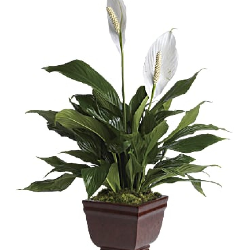 Lovely One Spathiphyllum Plant